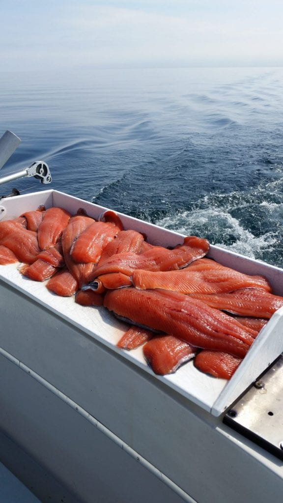 Coho salmon fillets. Charter fishing Lake Michigan Kenosha, WI